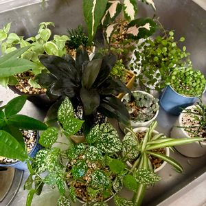 観葉植物,水やり,インテリアグリーン,緑は癒し,リビング・ダイニングの画像