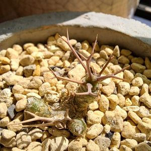 オトンナユーフォルビオイデス,オトンナユーフォルビオイデス,成長記録,植中毒,植物好きの画像