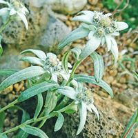 エーデルワイス,花のある暮らし,綺麗,スマホ撮影,お写んぽの画像