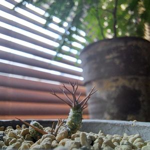 オトンナユーフォルビオイデス,成長記録,植中毒,植物好き,Sachiのオトンナの画像