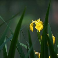 キショウブ,カワガラス,お花,多年草,北海道の画像