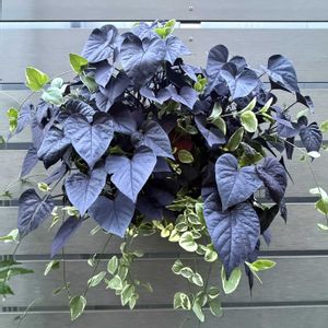 斑入りツルニチニチソウ,黒葉サツマイモ,寄せ植え,ハンキング,ガーデニングの画像