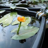 コウホネ,ベニコウホネ,ビオトープ,水生植物,花のある暮らしの画像