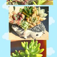 八千代,クーペリー,ミニ多肉植物寄せ植えの画像