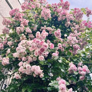 ミニバラ・グリーンアイス,ジャスミーナ,フランシスバーネット,ナチュラルガーデン,イングリッシュガーデンの画像