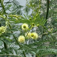 ミモザ,ミモザアカシア,花のある暮らし,庭の画像