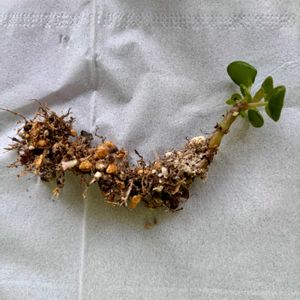 ピレア・ペペロミオイデス,植え替え,あなたは誰？,怖い,子株説浮上の画像