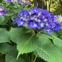 アジサイ,パンジー・ビオラ,紫陽花,ビオラ,紫陽花　あじさい　アジサイの画像