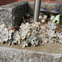 多肉葉挿し,miyuki*･☪:.多肉,多肉初心者,多肉中毒,多肉植物葉挿しの画像