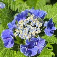 エリカ,ガクアジサイ,紫陽花・スターリットスカイ,花のある暮らし,がんばる♡の画像
