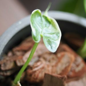 キサントソーマ,キサントソーマ・ミッキーマウスタロ,観葉植物,成長記録の画像
