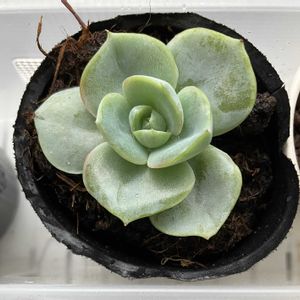 エケベリア,リラシナ,多肉植物,子株,お散歩の画像