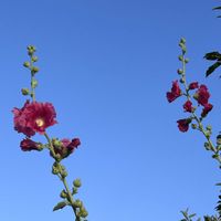 タチアオイ,タチアオイ,ブラシの木,ブラシの木,ヤシの木の画像