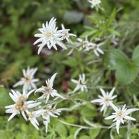 エーデルワイス,エーデルワイス,エーデルワイス(セイヨウウスユキソウ),白い花,高山植物類の画像
