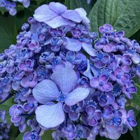 植栽,ひとりごと,団地の花壇,にゃんの日（今日のニャン）の画像