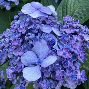 植栽,ひとりごと,団地の花壇,にゃんの日（今日のニャン）の画像