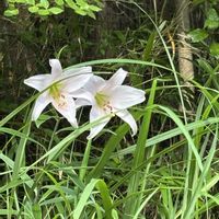 ササユリ,兵庫県立宝塚西谷の森公園の画像
