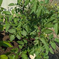 ミニトマト,ミニカボチャ,シシトウ,カボチャ,夏野菜の画像