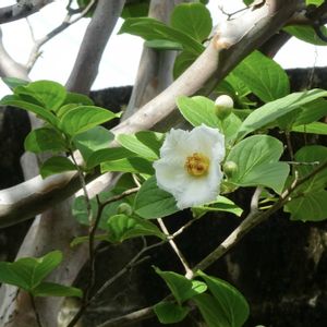 ナツツバキ,植栽,ツバキ科ナツツバキ属,われら樹木探検隊,お出かけ先の画像