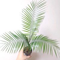 ヤシの木,Lytocaryum weddellianum(ブラジルヒメヤシ),Syagrus weddelliana,観葉植物,ヤシの画像