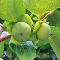 イチョウ,カキ,お茶の実,木の実,ご近所散歩の画像