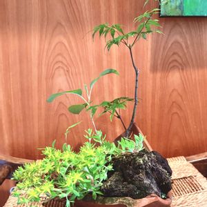 日陰の庭,割れた鉢,寒冷地,盆栽もどき,痩せた土地の画像