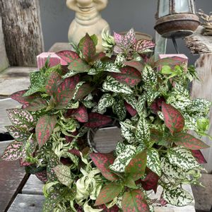 ヘデラ,ヒポエステス,ヘデラ 雪の妖精,寄せ植え,観葉植物の画像