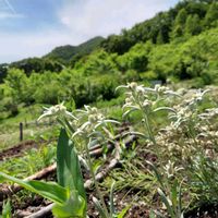 ウスユキソウ,エーデルワイス,今日のお花,平和を願う,医療関係者に感謝の画像