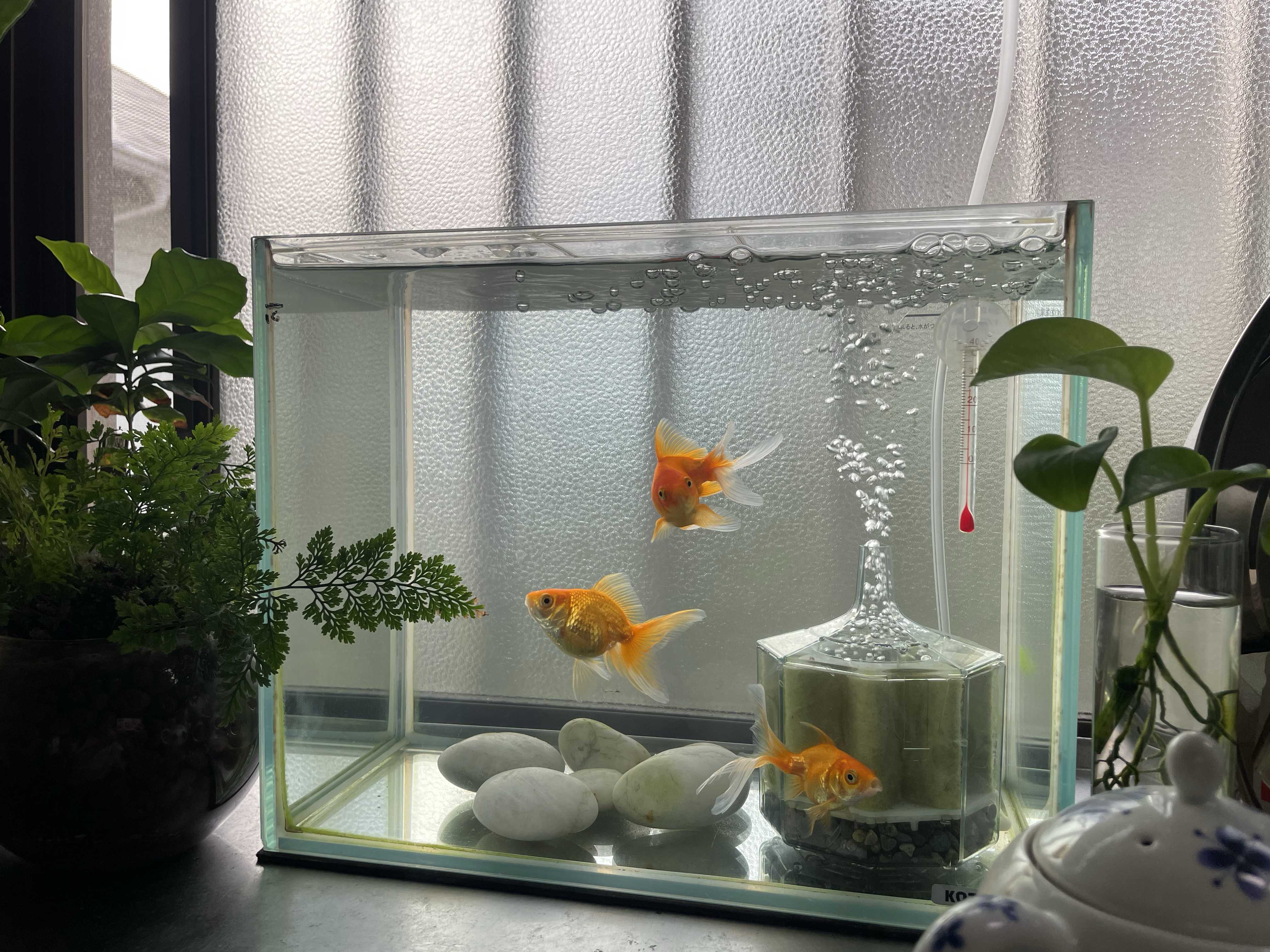 バクスポの貯水葉からの新芽 ビカクシダの森