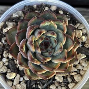 多肉植物,エケベリア属,根っこボーボー,成長,記録の画像