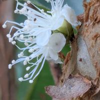 ジャボチカバの実,ジャボチカバの花,大切な宝もの,お友達からの頂き物,ちょっと珍しい？の画像