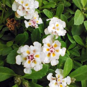 地植え,ガーデニング,グランドカバー,クラピアK7,神戸っ子だョ‼️全員集合の画像