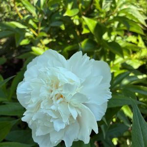 コアジサイ,あやめ,シラー・ぺルビアナ,芍薬　白,白　あやめの画像
