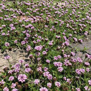 ヒメイワダレソウ,姫岩垂草（ヒメイワダレソウ）,地植え,ガーデニング,雑草の画像