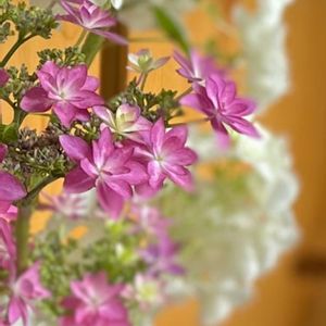 カシワバアジサイ,ダンスパーティー,ナチュラルガーデン,紫陽花 アジサイ あじさい,ナチュラルスタイルの画像