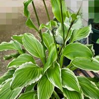 ギボウシ（ホスタ）,ホスタ　アルバマーギナータ,鉢植え,明るい日陰,プランターの画像