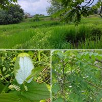 アザミ,オカトラノオ,ネジバナ,ムラサキカタバミ,サルナシの画像