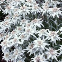 エーデルワイス,旅行先,今日のお花,スイスの画像