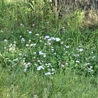 ネズミモチ,ピラカンサ,ハルジオン,ハルジオン,シロツメグサの画像