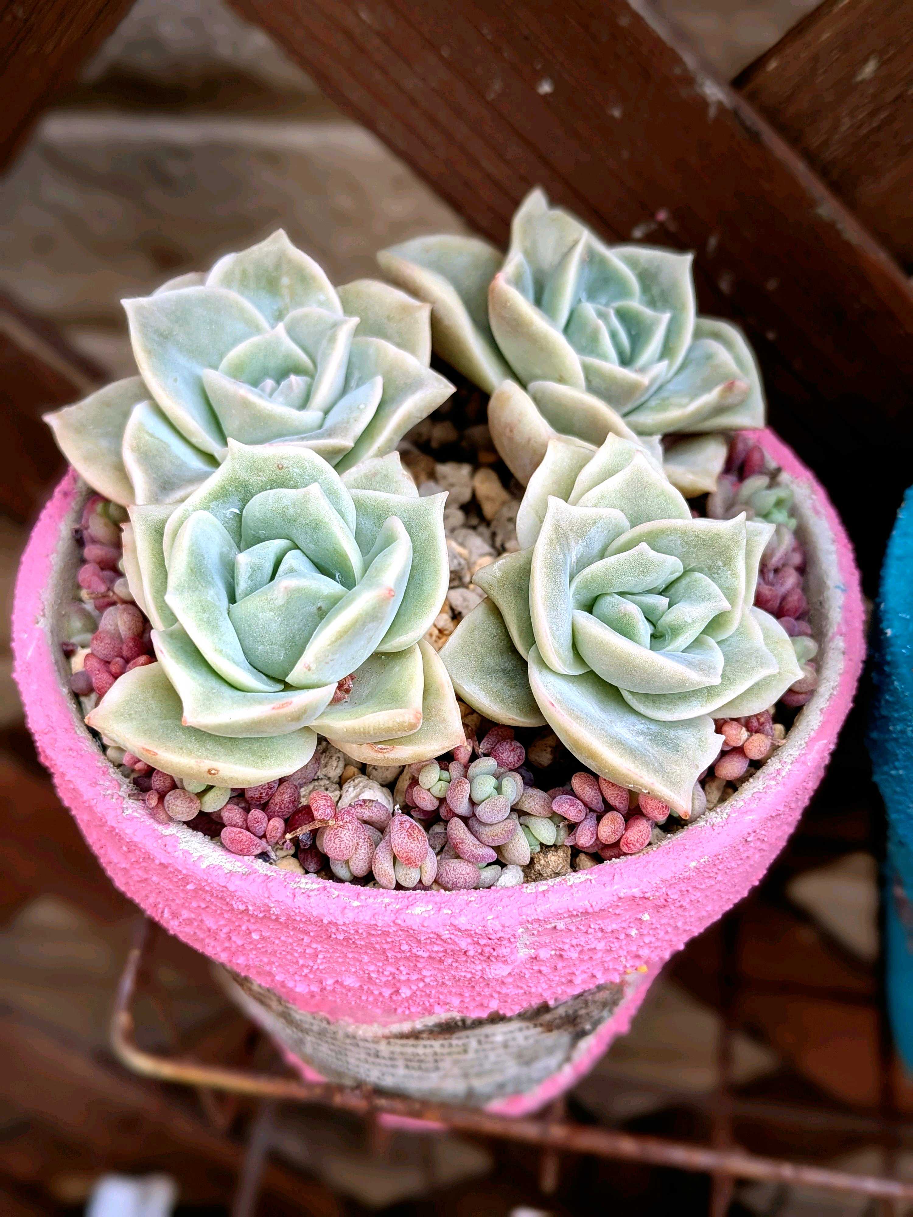 多肉植物の鉢におすすめの素材とは？穴なしは避けた方がいい