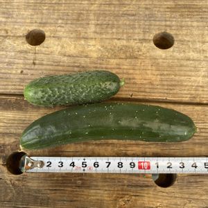 キュウリ,トマト,夏野菜,畑の画像