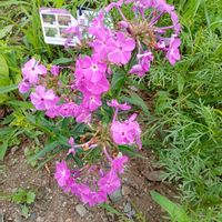 ホタルブクロ,ラベンダー,ルリマツリ,プルンバーゴ,植え替えの画像