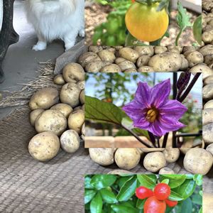 ガーデニング,収穫,夏野菜,花が好き,私の癒し♡の画像