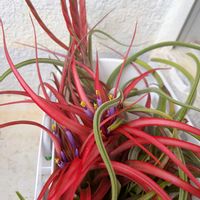 紅葉,チランジア カプトメデューサ,チランジア ブラキカウロス,花芽,成長記録の画像