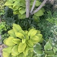 ギボウシ,クリスマスローズ,ワイルドストロベリー,花壇,ガーデニングの画像