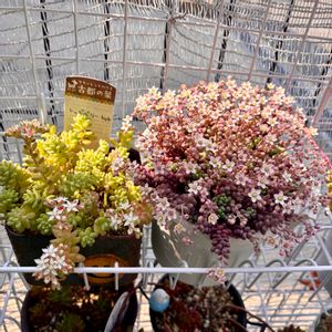 ウォーターバコパ,ホテイソウ,ミズトクサ,ウォーターコイン,セダムの花の画像