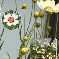 ガウラ,コレオプシス,フジバカマ,ユーパトリウム,コレオプシス スタークラスターの画像