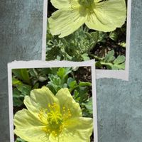ヒナゲシ,ヒナゲシ,高山植物,高山植物, 山野草の画像