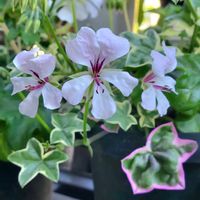 アイビーゼラニウム,花のある暮らし,花と緑のある暮らし,写真好き,小さな庭の画像