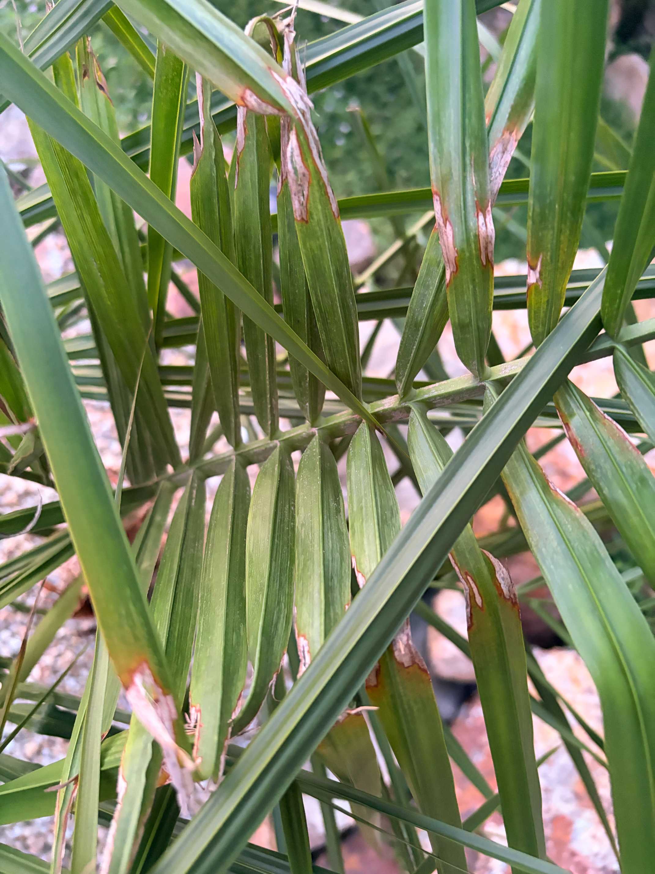 ミュールパーム成長記録 不定期更新予定｜?GreenSnap（グリーンスナップ）